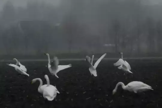 Sechs Singschwäne auf einem winterlichen kahlen Acker fliegen auf