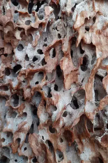Durchlöcherte Struktur im Innerern eines toten Baumstammes