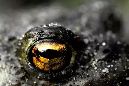 Makroaufnahme eines Krötenauges mit goldfarbener Pupille und schlitzförmiger Iris