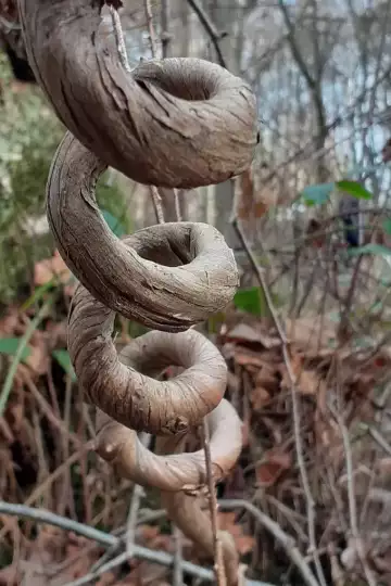Spiralförmig gewundener und verholzter Stamm einer Kletterpflanze