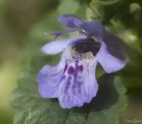 Blüte des Gundermann