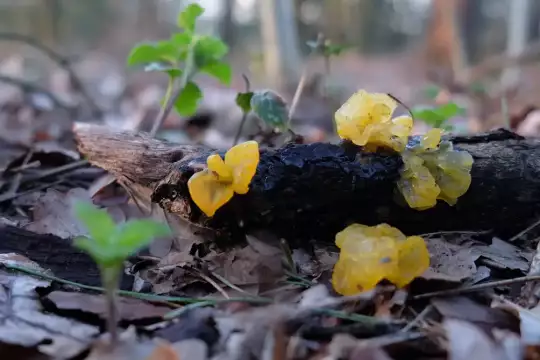 Der gelblich halbtransparente und amorphe Fruchtkörper eines gallertartigen Pilzes.