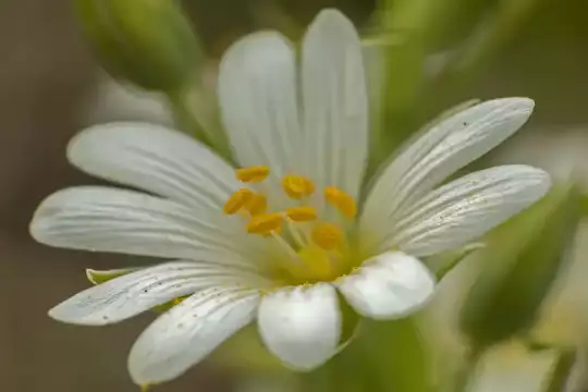 Makroaufnahme einer Blüte mit zehn weißen Blütenblättern und gelbem Stempel in der Mitte