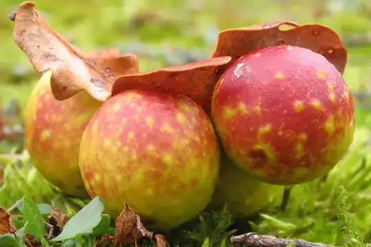 Vier grün und rot gefärbte etwa kirschgroße Gallen an einem alten Eichenblatt