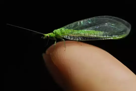 Ein hellgrünes Insekt mit großen durchsichtigen Flügeln und langen Fühlern sitzt auf einer Fingerkuppe