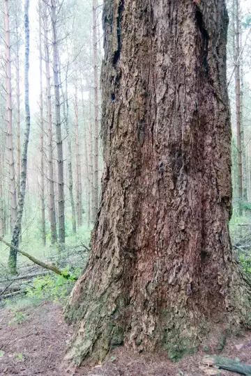 Dicker und alter Stamm eines Nadelbaumes mit tief gefurchter kastanienbrauner Borke