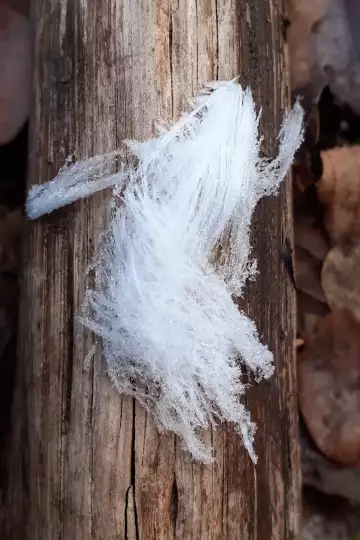 Haareis mit dem Aussehen eines langhaarigen alten Mannes, der einen Baum hochklettert