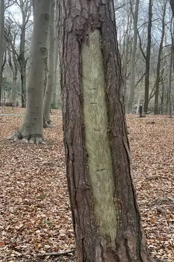 Die v-förmig eingeritzte Borke eines Nadelbaumes