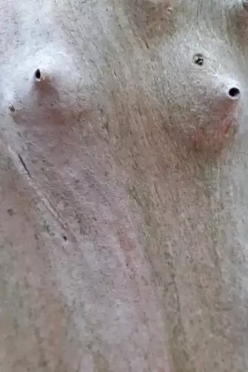 Zwei halbkugelförmige Astansätze eines Schwarzen Holunders mit je einem Loch an der Spitze sehen einer weiblichen Brust ähnlich