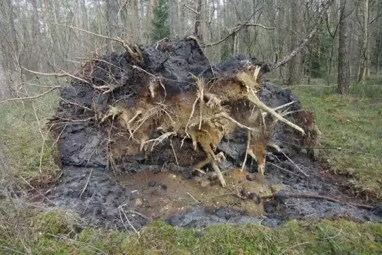 Aufgerissener Waldboden durch umgestürzten Nadelbaum mit Mutterboden und Sand an den freigelegten Wurzeln
