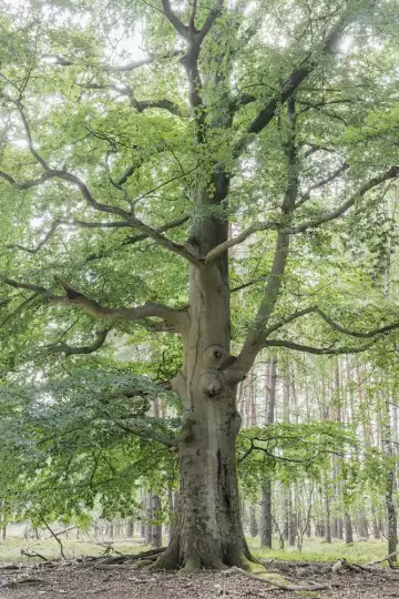 Einzelstehende Buche an einem Waldweg im Gegenlicht