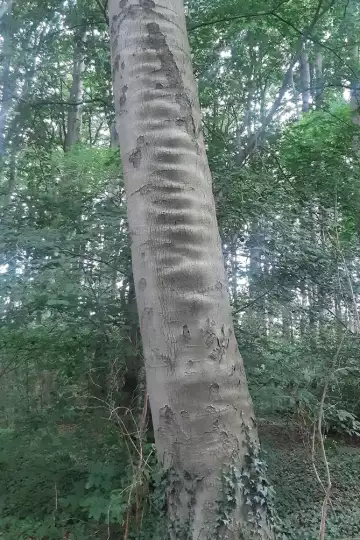 Buche mit wulstförmig verdickten Ringen am glatten Stamm