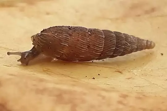 Eine Schließmundschnecke mit ihrem langgestreckten und gewundenem Gehäuse