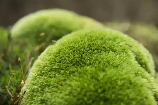 Leuchtend grünes polsterförmiges Weißmoos am Waldboden bei schönem Herbstlicht