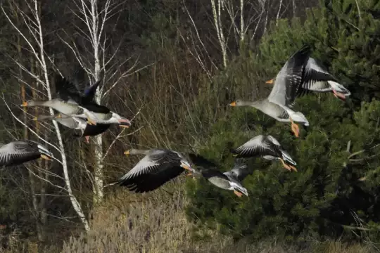 Neun Graugänse fliegen tief über die Landschaft vor einem Birken- und Kiefernwald