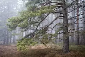 Eine Kiefer am Waldrand steht im dichten Nebel