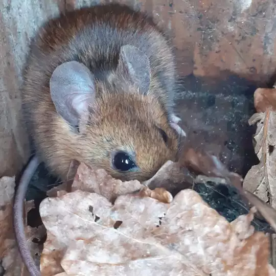Eine Maus sitzt in einem Nistkasten für Vögel und schaut in die Kamera