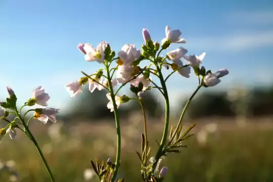 Wiese mit rosa Blüten vor einem blauen Himmel