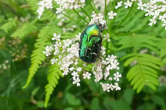 Ein Rosenkäfer krabbelt auf einer weißen Blüte
