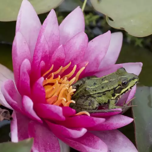 Ein Frosch sitzt in der Blüte einer Seerose