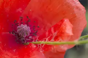 Makroaufnahme einer roten Blüte