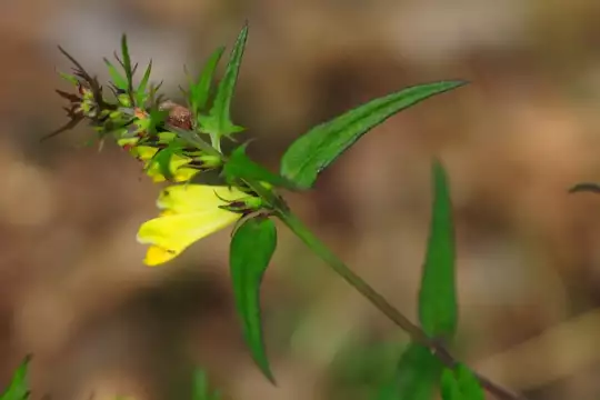 Blüten und Blätter einer krautigen Pflanze