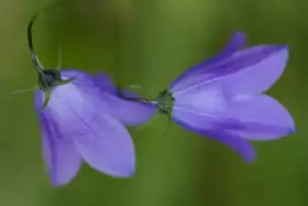 Makroaufnahme einer blauen, kelchförmigen Blüte