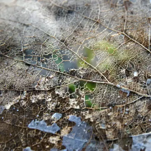 Die Struktur der Blattnerven einer Pappel werden an diesem stark zersetzten Blatt freigelegt. Ein Skelett eines altes Blattes eines Baumes