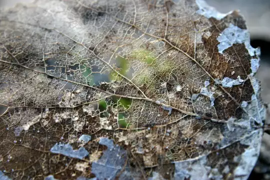 Ein Skelett eines altes Blattes eines Baumes