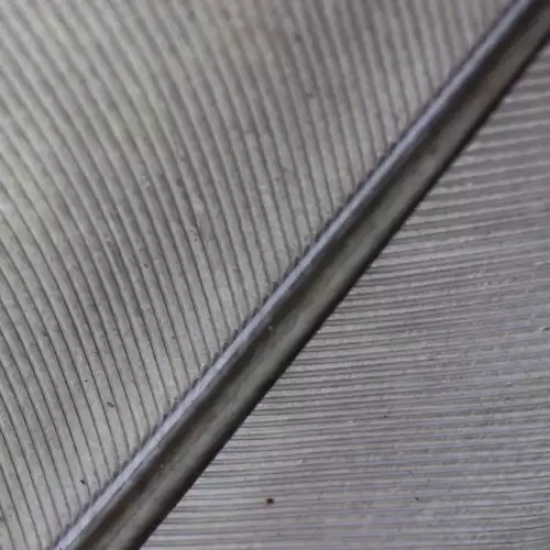 Makroaufnahme einer grauen Vogelfeder im Durchlicht