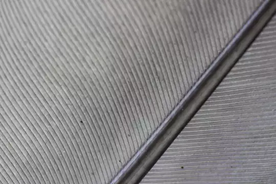 Makroaufnahme einer grauen Vogelfeder im Durchlicht