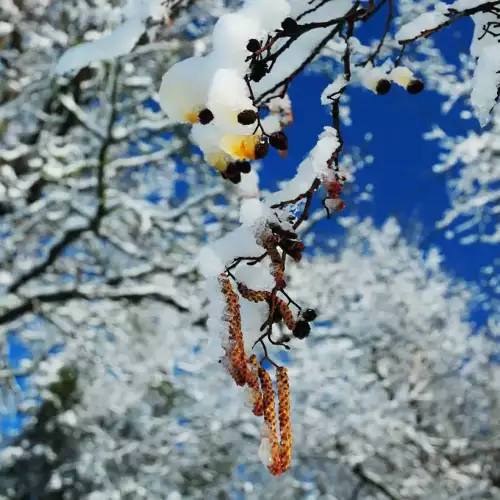 Früchte einer Erle an einem Zweig mit Schnee