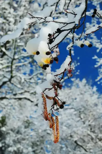 Früchte einer Erle an einem Zweig mit Schnee