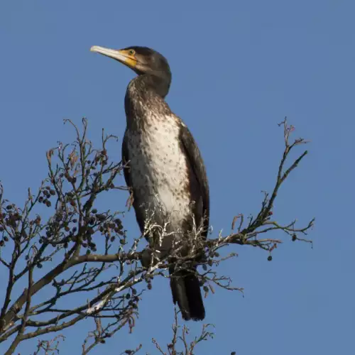 Ein großer schwarzer Vogel sitzt an der Spitze eines Baumes
