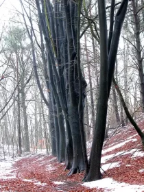 Buchenalle im Winter