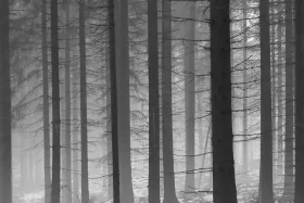 Nebelwald am Ende des Winters