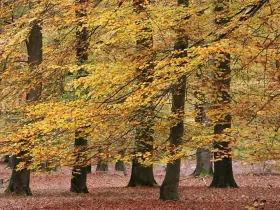 Stiller Tanz der Buchen im Herbstwald
