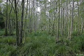 Märchenhafter Bruchwald