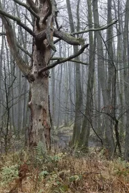 Tote Kiefer im Moorwald