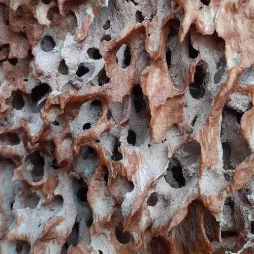 Strukturen im Totholz einer aufgebrochenen Kiefer