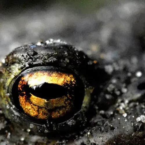 Die Augen einer Kröte zeigen ein individuelles Muster