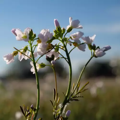 Die Blüten des Wiesenschaumkrauts werden vom Aurorafalter als Nahrungsquelle genutzt. Wiese mit rosa Blüten vor einem blauen Himmel