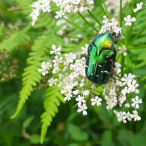Ein Rosenkäfer krabbelt sehr langsam über die Blüte eines Wiesenkerbel. Ein Rosenkäfer krabbelt auf einer weißen Blüte