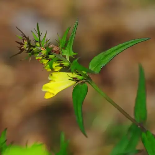 Der Wachtelweizen als Halbschmarotzer zweigt Wasser und Nährstoffe von Fichte und Heidelbeere ab. Blüten und Blätter einer krautigen Pflanze