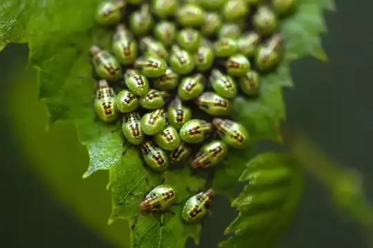 Larvenhorde der Brutwanze Viele grüne runde Insektenlarven auf einem Blatt