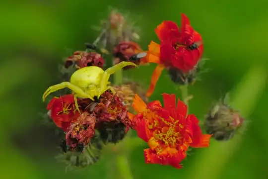 Die Krabbenspinne hat eine Fliege erbeutet Eine Spinne sitzt mit gespreizten Vorderbeinen auf einer roten Blüte