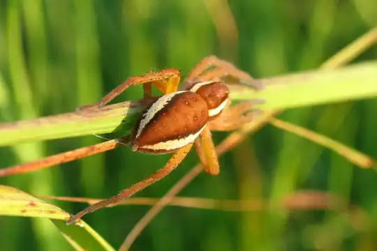 Gerandete Jagdspinne auf Beutezug Eine von hinten aufgenommene Spinne bewegt sich durch hohes Gras