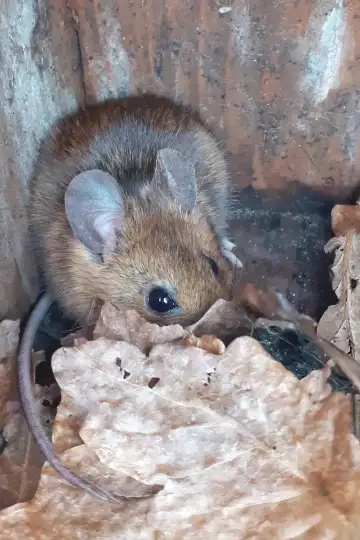 Eine Maus hat einen Nistkasten für Vögel als Winterquartier bezogen. Eine Maus sitzt in einem Nistkasten für Vögel und schaut in die Kamera