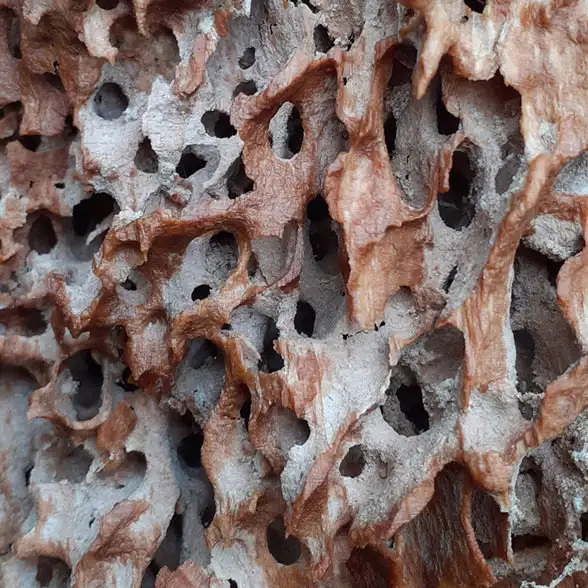 Durchlöcherte Struktur im Innerern eines toten Baumstammes