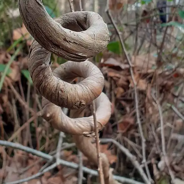 Spiralförmig gewundener und verholzter Stamm einer Kletterpflanze